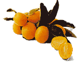 KUMQUAT