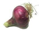 Bermuda onion