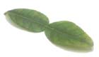 Kaffir Lime leaf